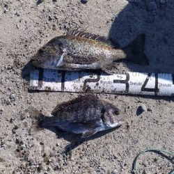 12/15釣果チヌ10枚とタチウオF4