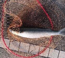 12/28釣果豆アジ豆カンダイガシラボラ