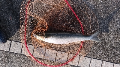 12/28釣果豆アジ豆カンダイガシラボラ