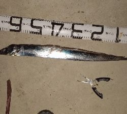 大晦日の釣果チヌ20枚タチウオガシラメバル豆アジ