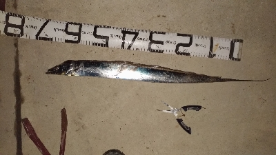 大晦日の釣果チヌ20枚タチウオガシラメバル豆アジ