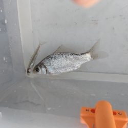 今期2回目・ワカサギ釣り