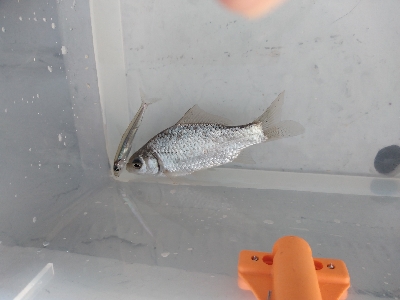 今期2回目・ワカサギ釣り