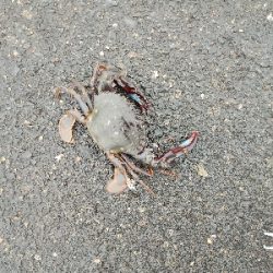 今年最後のクロダイ？