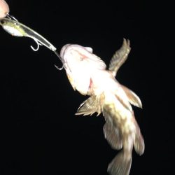 再び爆釣するかも