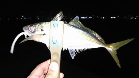 アジング 数は伸びました!