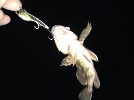 再び爆釣するかも