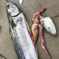 モンスター降臨!!