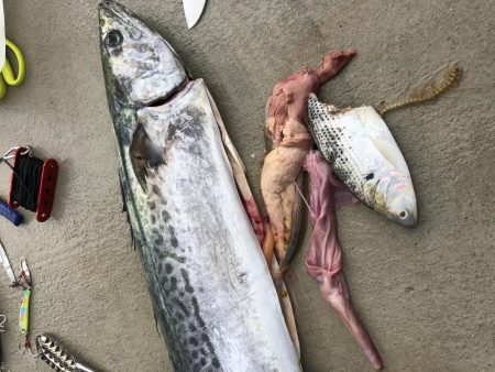 モンスター降臨!!