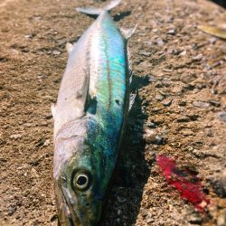 メリクリ&釣り納め(仮)