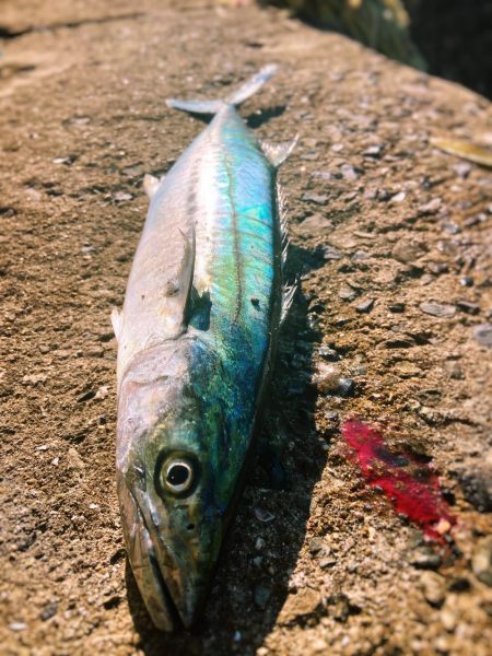 メリクリ&釣り納め(仮)