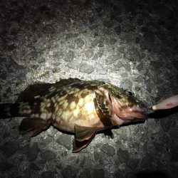 ヒイカエギング