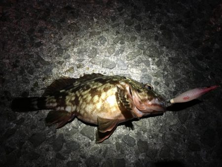 ヒイカエギング