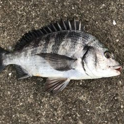 イチノ兄弟、釣果！