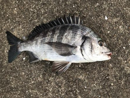 イチノ兄弟、釣果！