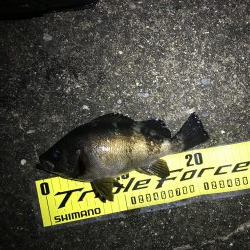 釣り納めメバリング