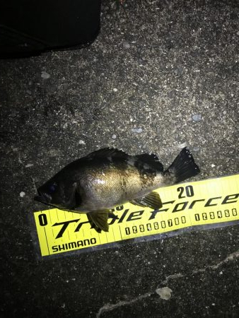 釣り納めメバリング