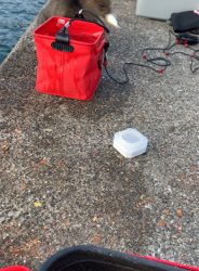 親子で紀州釣り