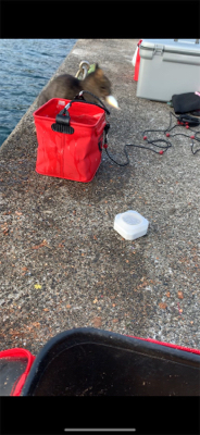 親子で紀州釣り