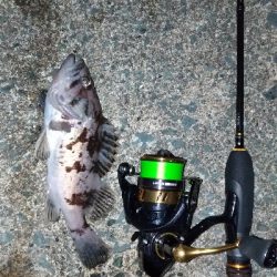 クロソイを追いかけて