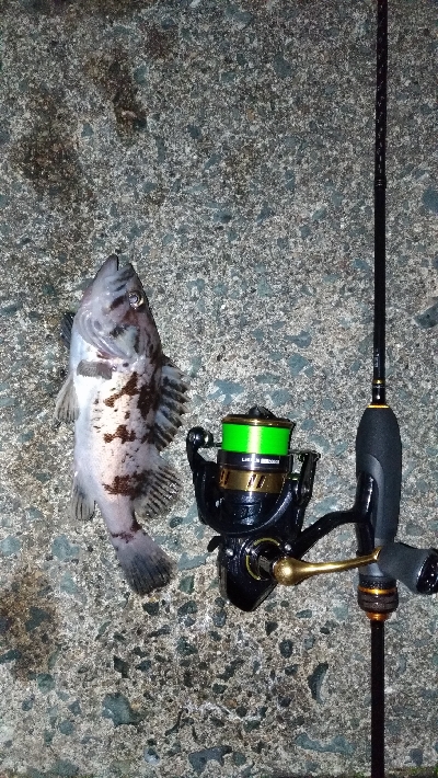 クロソイを追いかけて