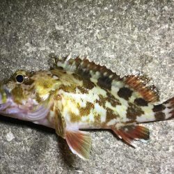 夜ライトロック