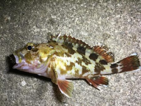 夜ライトロック