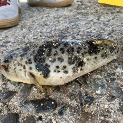 今年ラストの紀州釣り