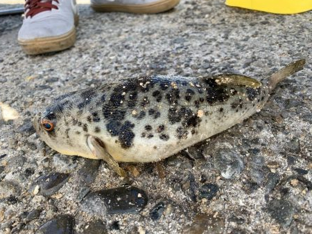 今年ラストの紀州釣り