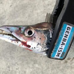 久しぶりのタチウオ調査！