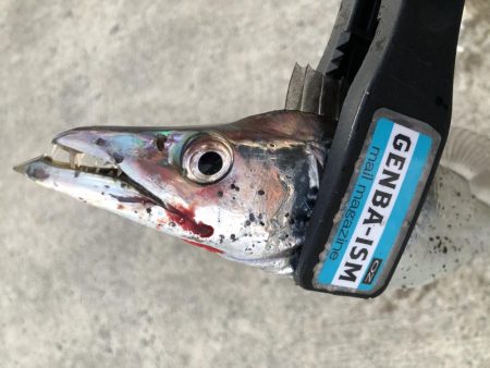 久しぶりのタチウオ調査！