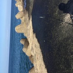 湯梨浜町サゴシ、サバ回遊。