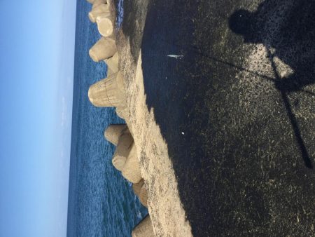 湯梨浜町サゴシ、サバ回遊。