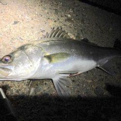 小潮は小場所でマイワシボイル