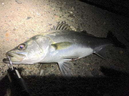 小潮は小場所でマイワシボイル