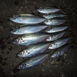 ライトワインドで爆釣♪