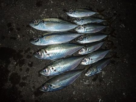 ライトワインドで爆釣♪