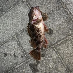 ガジリング&タチウオ