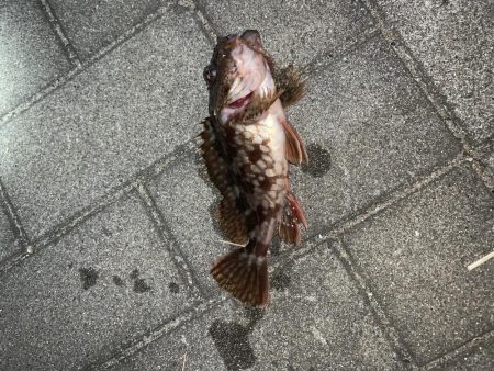 ガジリング&タチウオ