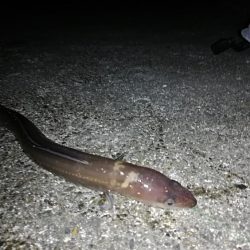 ちょいデカガシラ