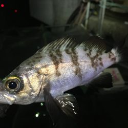 アジングのつもりが