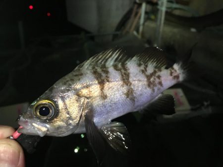 アジングのつもりが