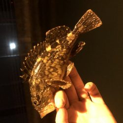 チイチイイカ狙いのはずが