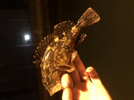 チイチイイカ狙いのはずが