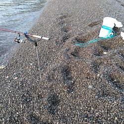 アタリはありますが、小型でした!!