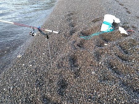 アタリはありますが、小型でした!!