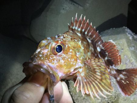 良型メバル！！