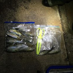 土佐泊でフルムーンアジング