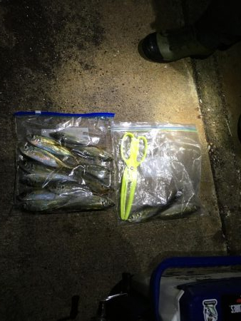 土佐泊でフルムーンアジング