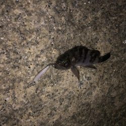 ひさびさメバル